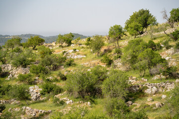 Fototapeta na wymiar A Landscape in the Judea mountains, Israel