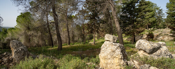A Forest Scenery near Jerusalem, Israel