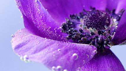 Delicate gray background.Stock footage.A bright purple flower in macro photography that is located in the water and bubbles are moving away from it.