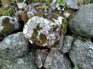 moss on rock