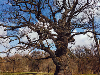 Old oak, which is about 800 years old. They would have died if it wasn't for the care. Once a famous writer lived and wrote his works near them.