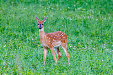White-tailed Fawn (Odocoileus virginianus) with spots feeding in a hayfield during summer. Selective focus, background and foreground blur.
