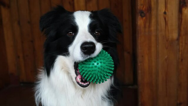 Funny cute puppy dog border collie holding toy ball in mouth at home indoor. Purebred pet dog with ball wants to playing with owner. Pet activity and animals concept