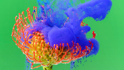 Macro photography in which paint is sprayed on a flower. Stock footage.A bright green background on which a flower is in paint in an art shoot.