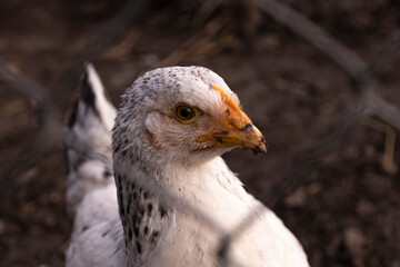 White chicken close-up in summer