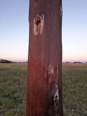 Poste de madera de palmera para sostener cables de electricidad en el campo, forma un original diseño de nudos en escalera y punto de referencia con fondo del amanecer en el prado verde