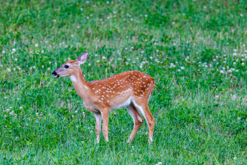 Naklejka na ściany i meble White-tailed Fawn (Odocoileus virginianus) with spots feeding in a hayfield during summer. Selective focus, background and foreground blur. 
