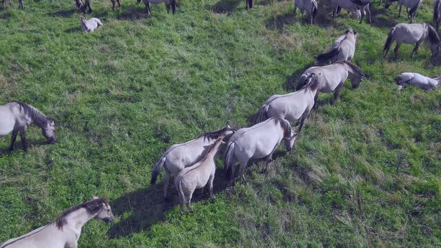 Aerial view of Tarpan horses in nature. Wild horses. Wildlife and nature background. Herd of wild horses Tarpan on the pasture. Wlld life concepts.