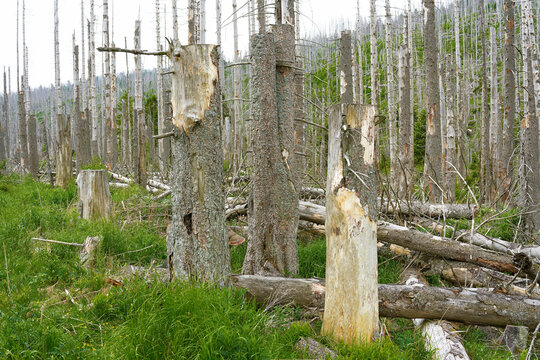abgestorbener Wald mit Fichten im Nationalpark Harz bei Ilsenburg in Deutschland