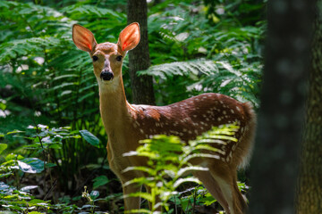 White-tailed deer (Odocoileus virginianus) fawn standing in the forest during summer in Wisconsin. ...