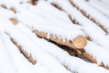 fallen pines in the snow are stored in large quantities