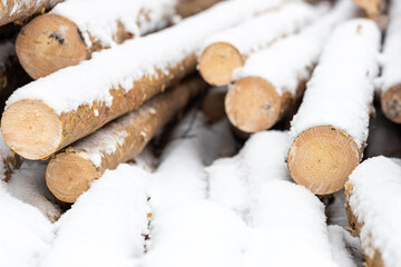 illegal logging in the forest in winter