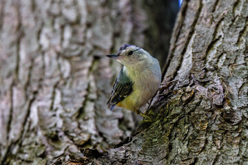 White-breasted nuthatch (Sitta carolinensis) standing verticaly on a tree during summer. Selective focus, background blur and foreground blur.