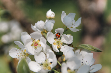 tree blossom with ladybug
