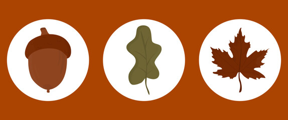 Vector illustration of maple leaves, oak leaves and acorns. Icons of autumn leaves and acorns. 