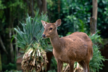 Naklejka na ściany i meble Close up photos of female sambar deer