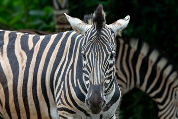 Obraz na płótnie Canvas Close up photos of zebra heads