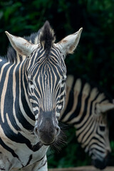 Fototapeta na wymiar Close up photos of zebra heads