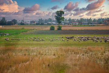 Sheeps grazing in the meadow in summer.