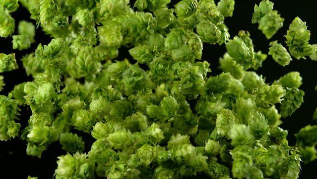 Super Slow Motion of Flying Fresh Hops Cones. Isolated on Black Background. Filmed on High Speed Cinema Camera, 1000fps.