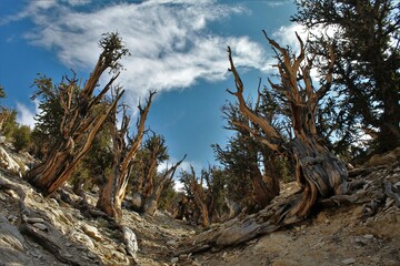 Ancient Bristlecone Pine (Pinus longaeva) trees in the White Mountains