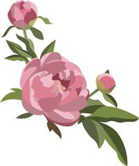 Peony floral composition, three pink flowers with greenery. Wedding card decoration. Romantic background.