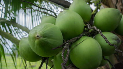 coconuts on tree