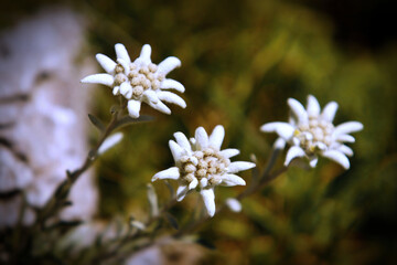 Edelweiss dans les Pyrénées