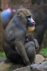 Mother and babies Mandrill monkey