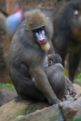 Mother and babies Mandrill monkey