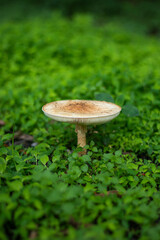 mushroom in the grass