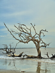 Overcast skys above a dead tree on a sandy beach © ronm