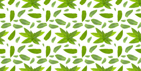 Seamless pattern with mint leaves on white.