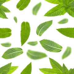 Naklejka na ściany i meble Seamless pattern with mint leaves on white.
