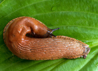A large roadside slug is crawling along the hosta leaf. Selective focus.