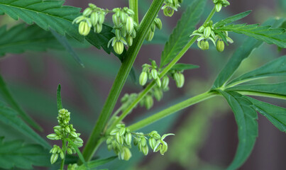 Blooming plant of marijuana on a natural dark background. Selective focus.