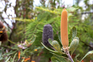 Banksia serrata, saw banksia called also old man banksia. Tree with fruits and spines