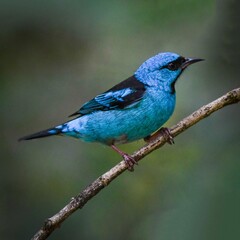 Blue Dacnis (Dacnis cayana)