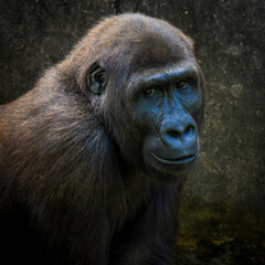 Western Lowland Gorilla (Gorilla gorilla)