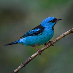 Blue Dacnis (Dacnis cayana)