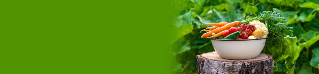 Harvest vegetables in the garden. Selective focus.