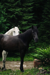 Black and white horse near the river in the forest.