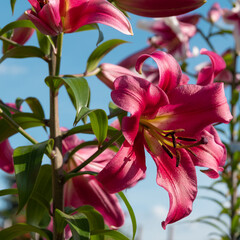 pink lily flower blue sky background