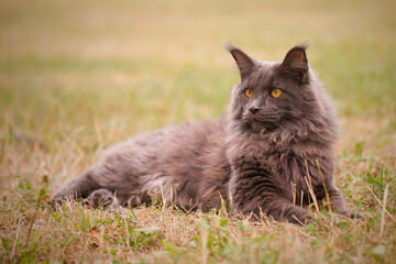 Naklejka na ściany i meble Pretty gray dark Maine Coon Cat posing outdoor for portrait