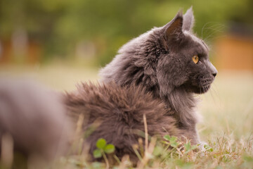 Pretty gray dark Maine Coon Cat posing outdoor for portrait