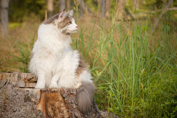 Pretty white Maine Coon Cat posing outdoor for portrait