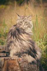 Naklejka na ściany i meble Pretty Maine Coon Cat of heathered fur posing outdoor for portrait