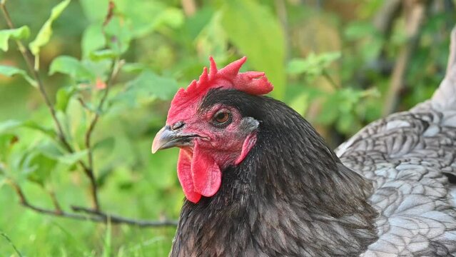 Poule pondeuse