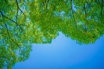 新緑と青空