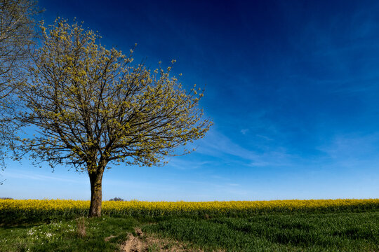 champ de colza